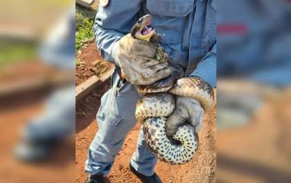 Bombeiros capturam cobras em prainha de Pereira Barreto