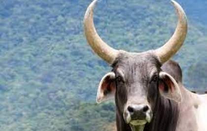 Idoso morre após ser atacado por boi em propriedade rural