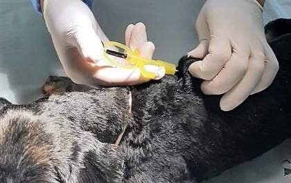 Castramóvel já microchipou cerca de 600 animais atendidos pelo serviço