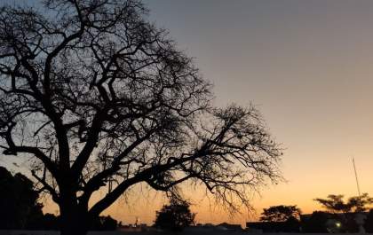 Projeto prevê preservação com o tombamento de árvores em Araçatuba