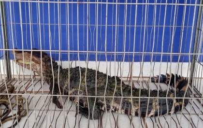 Filhote de jacaré de 1,10m é resgatado à beira da pista em Três Lagoas