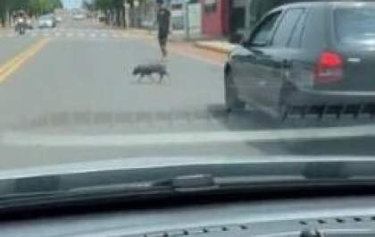 Porco passeia na Guanabara