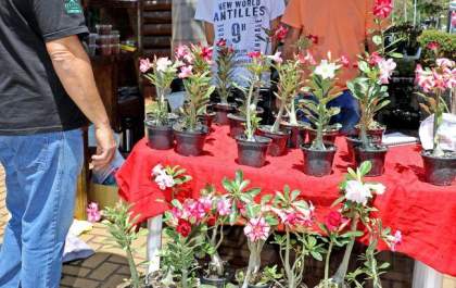 Casa do Artesão sediará mais um Encontro de Rosas do Deserto, Suculentas e Artesanato no sábado (08)