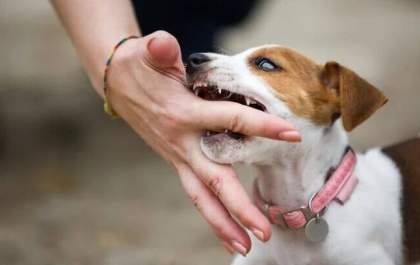 Você sabia: cães filhotes também fazem a troca dos dentes de leite