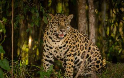 Boto da Amazônia, onça do Pantanal e tatu-bola: estudo lista espécies em risco