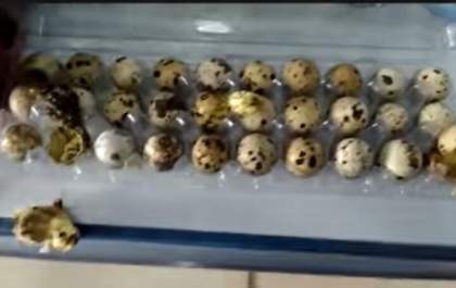 Codornas nascem em bandeja de ovos em prateleira de mercado no PI