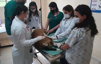 Animais têm atendimento gratuito para avaliação das mamas em Araçatuba