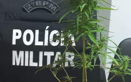 Dono de pé de maconha bate na mulher e foge