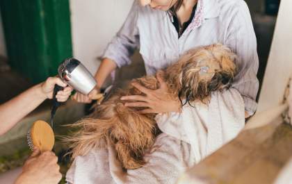 Conheça alguns cuidados com a higiene e saúde dos Pets