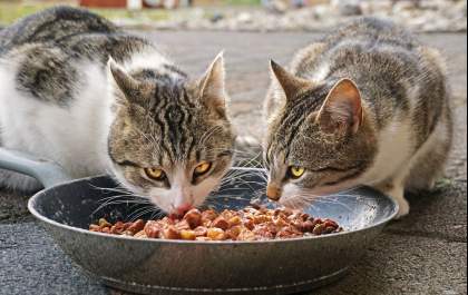 Saiba como cuidar da higiene bucal dos pets