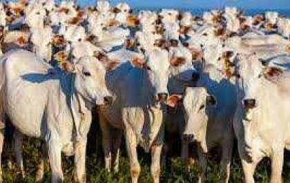 Novembro é mês de vacinar contra a Brucelose