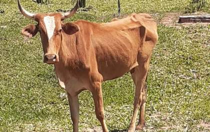 Produtor rural leva multa de R$ 84 mil por maus-tratos a rebanho bovino em Teodoro Sampaio