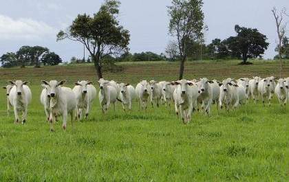 Agronegócio inicia Programa de Inseminação Artificial para pequenos produtores de Três Lagoas