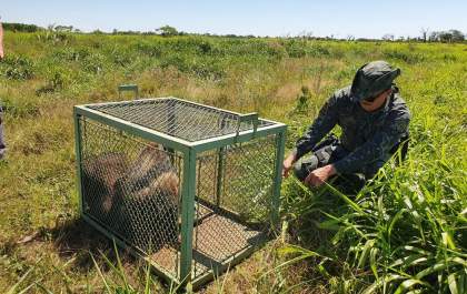 Polícia Ambiental solta tamanduá bandeira no habitat natural