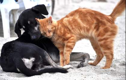 Cachorro e gato podem conviver num mesmo ambiente