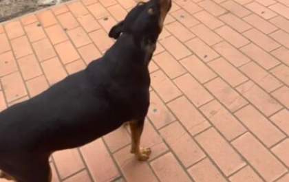 Cão chama a atenção ao uivar quando ouve oração em igreja