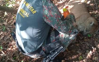 Polícia Militar Ambiental de Aparecida do Taboado solta onça-parda capturada em Paranaíba
