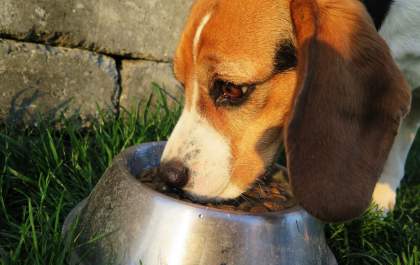 Bactérias podem afetar a região bucal dos pets