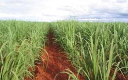 Cana-de-açúcar representa 67,7% do setor agrícola na região de Araçatuba