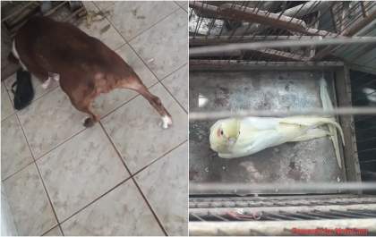 Homem é multado em mais de R$ 25 mil por maus-tratos a animais no interior de SP