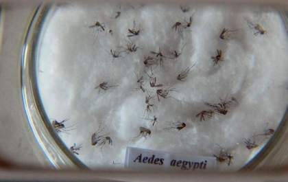 Brasil se aproxima de bater recorde anual de mortes por dengue