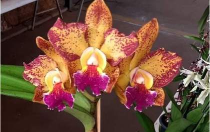 Antecipe as compras natalinas na última feira de orquídeas de Araçatuba de 2022