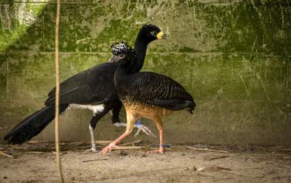 CESP realiza soltura de aves da espécie mutum-de-penacho em áreas de preservação de Brasilândia e Castilho