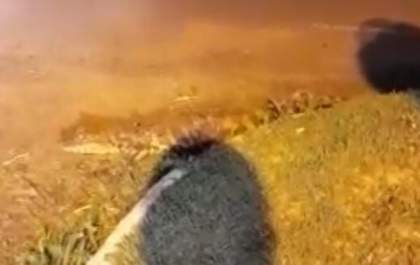 Jacaré chama a atenção ao ser visto na rotatória do Pé de Galinha