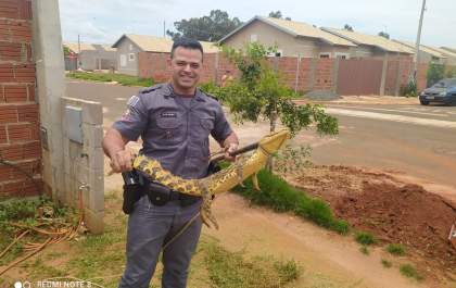 Jacaré é retirado das ruas de Castilho