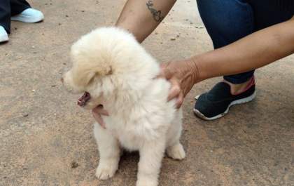 Cachorrinha que foi levada é encontrada e já está em casa