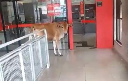 Moradores flagram vaca tentando entrar em agência bancária no interior de SP: 'Foi sacar o décimo terceiro'