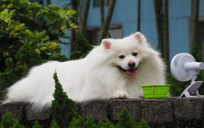 Verão: cães podem morrer de calor; saiba o que fazer