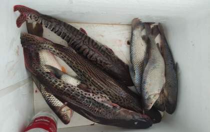 PMA de Dourados autua em R$ 3,3 mil três pescadores presos transportando 21 kg de pescado capturado em piracema
