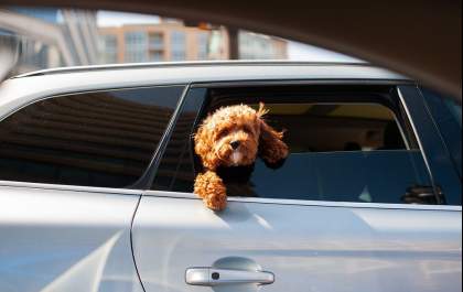 Saiba como viajar com seu pet em segurança e dentro da lei