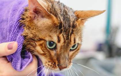 Animal de estimação não pode ter medo de ir ao pet shop