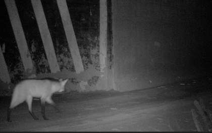 Túnel do hexatrem colabora para a segurança de animais silvestres em áreas da Suzano