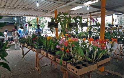 Primeira feira de orquídeas de 2023 começa nesta quarta em Araçatuba&nbsp;