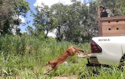 Onça parda é solta em Parque Estadual