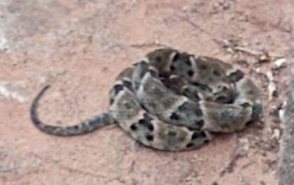 Mais uma cobra aparece em Castilho