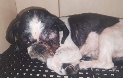 Multas expedidas por maus-tratos a animais dobra em 1 ano em MS e chega a R$ 1,2 milhão