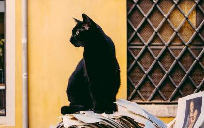 Pesquisa evidencia que 21% dos gatos para adoção possuem pelagem preta