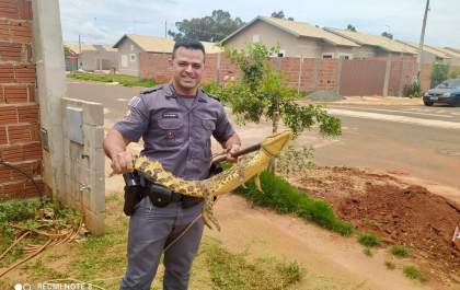 Polícia militar atua na proteção de animais silvestres em Castilho