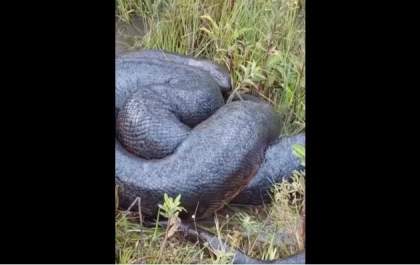 Morador na Água Limpa encontra cobra 