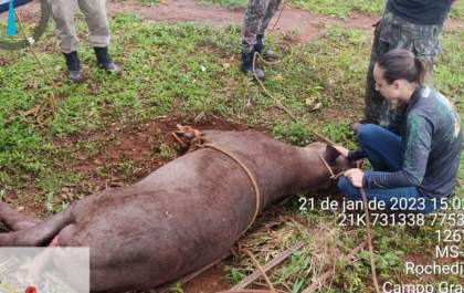 Polícia Militar Ambiental resgata anta de 300 kg atropelada em estado grave à margem da MS-080