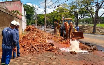 Prefeitura manda fiscalização acompanhar remoção de árvores na Baguaçu