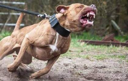 Criança de 8 anos passa por cirurgia após ser atacada por pitbull no interior de São Paulo