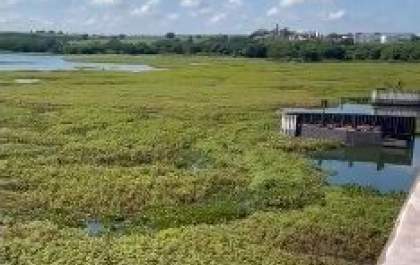 Vegetação toma conta do rio Tietê e dificulta a navegação