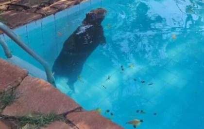 Capivara invade piscina em casa de Campo Grande e é capturada pela PMA