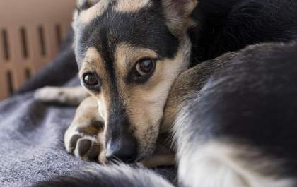 O pet morreu: o que fazer com o corpo do animal?