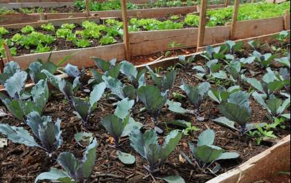 Projeto prevê ligação de água em terrenos usados para cultivo de hortifrútis